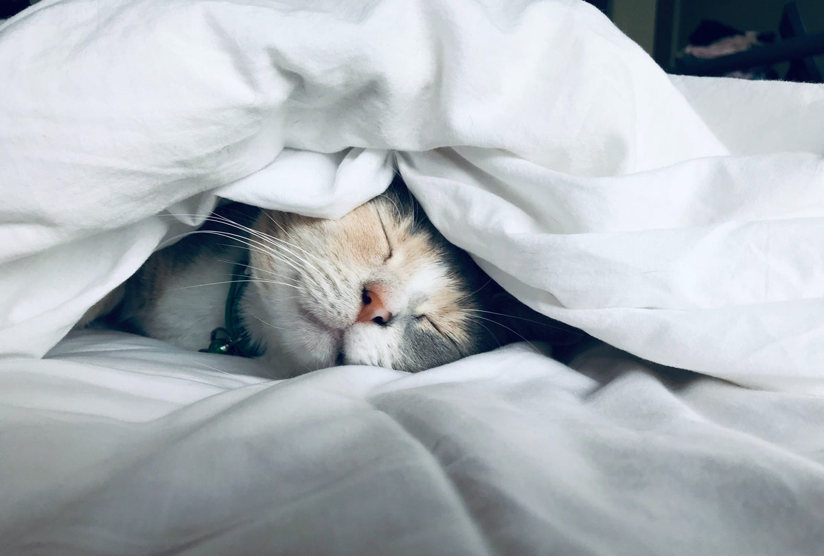 Why Sleep Matters: The Importance of Getting Enough Rest